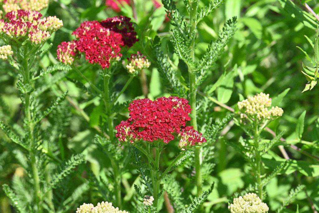2025-06219122 Tower Hill Botanic Garden, MA.JPG - Yarrow. New England Botanic Garden at Tower Hill, MA, 6-21-2025